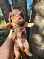 Chocolate and tan long hair male, a male Miniature Dachshund for sale in Lake City, FL – 6 of 6
