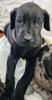 Black female , a female Great Dane for sale in Lake City, FL – 4 of 6