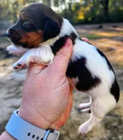 Pie male, a male Miniature Dachshund for sale in Lake City, FL – Photo 7 of 7