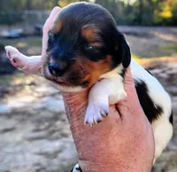 Pie male, a male Miniature Dachshund for sale in Lake City, FL – Photo 4 of 7