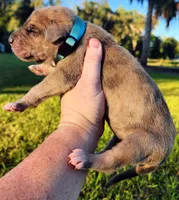 Fawn merle male, a male Great Dane for sale in Lake City, FL – 7 of 7