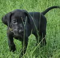 Black female, a female Great Dane for sale in Lake City, FL – 6 of 7