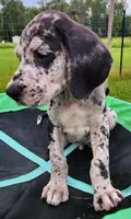 Merle male, a male Great Dane for sale in Lake City, FL – 3 of 9