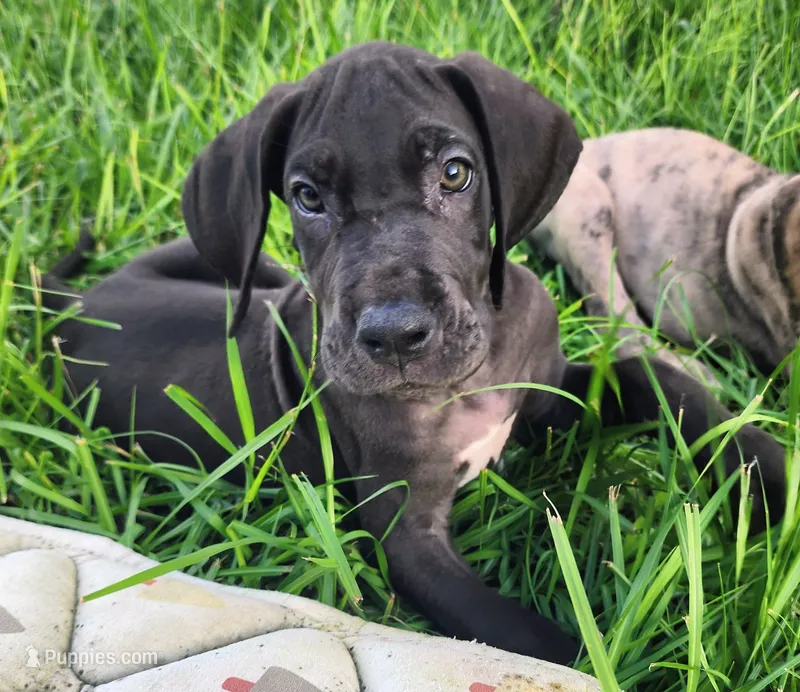 Black Male – Great Dane puppy for sale in Lake City, FL