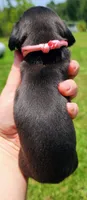Black and tan pink collar female, a female Miniature Dachshund for sale in Lake City, FL – 3 of 4