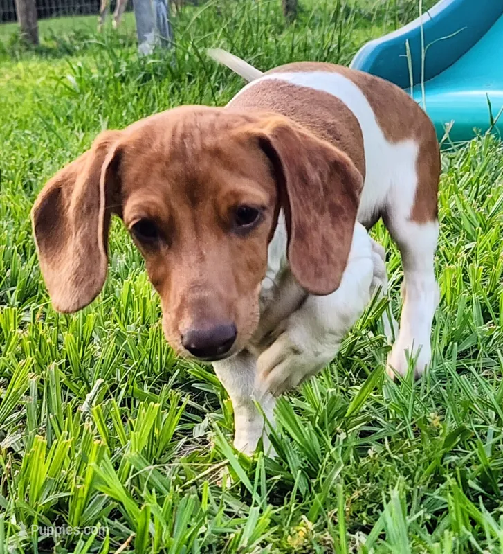 Digger – Miniature Dachshund puppy for sale in Lake City, FL