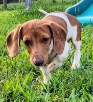 Digger, a male Miniature Dachshund for sale in Lake City, FL – 1 of 7