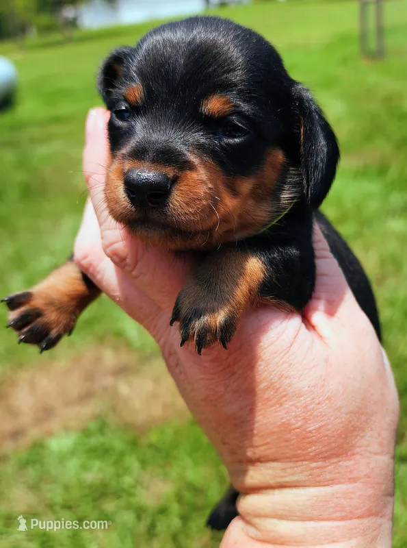 Black and tan female Green – Miniature Dachshund puppy for sale in Lake City, FL