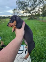 Black and tan pink collar female, a female Miniature Dachshund for sale in Lake City, FL – 7 of 7
