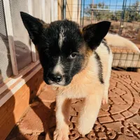AKC Dixie, a female Akita for sale in Hunt, AZ – Photo 7 of 9