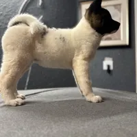 AKC Dixie, a female Akita for sale in Hunt, AZ – Photo 9 of 9