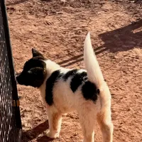 AKC Dixie, a female Akita for sale in Hunt, AZ – Photo 6 of 9