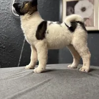 AKC Dixie, a female Akita for sale in Hunt, AZ – Photo 8 of 9