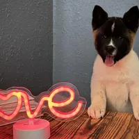 AKC Dixie, a female Akita for sale in Hunt, AZ – Photo 3 of 9