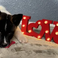 AKC Dixie, a female Akita for sale in Hunt, AZ – Photo 1 of 9