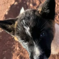AKC Dixie, a female Akita for sale in Hunt, AZ – Photo 5 of 9