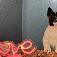 AKC Dixie, a female Akita for sale in Hunt, AZ – Photo 2 of 9