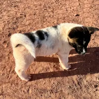 AKC Dixie, a female Akita for sale in Hunt, AZ – Photo 4 of 9