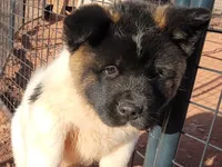 processed/4a1ef470-ef44-46c5-831c-b7878885efdb/listing/239e5b9c-5c9b-43d6-9efe-2275a440160b/66402b62-da2a-4de2-a9a7-97bf4925dd28