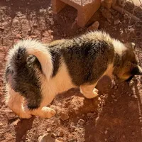 AKC Flash, a male Akita for sale in Hunt, AZ – Photo 4 of 10