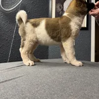 AKC Flash, a male Akita for sale in Hunt, AZ – Photo 10 of 10