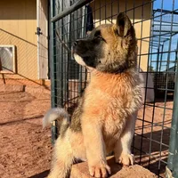 AKC Flash, a male Akita for sale in Hunt, AZ – Photo 3 of 10