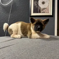 AKC Flash, a male Akita for sale in Hunt, AZ – Photo 9 of 10