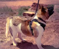 AKC Flash, a male Akita for sale in Hunt, AZ – 4 of 10