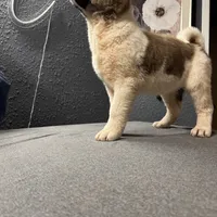 AKC Flash, a male Akita for sale in Hunt, AZ – Photo 8 of 10