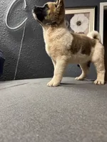 processed/4a1ef470-ef44-46c5-831c-b7878885efdb/listing/83e2b437-5d6d-4473-b2b0-3dc9feda54a6/68834e2d-03f5-4471-8be0-89f46859906c