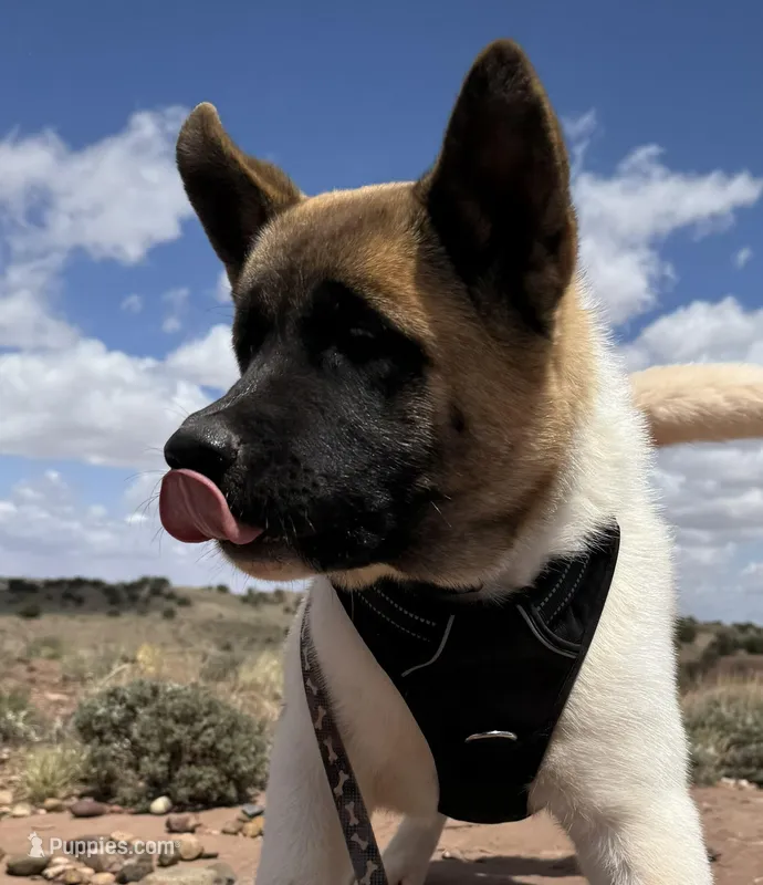 AKC Flash – Akita puppy for sale in Hunt, AZ