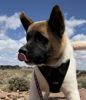 AKC Flash, a male Akita for sale in Hunt, AZ – 1 of 10