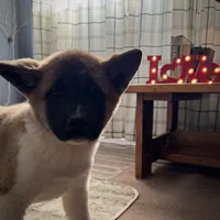 AKC Flash, a male Akita for sale in Hunt, AZ – Photo 2 of 10