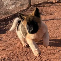 AKC Flash, a male Akita for sale in Hunt, AZ – Photo 6 of 10