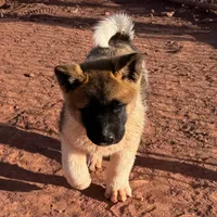 AKC Flash, a male Akita for sale in Hunt, AZ – Photo 5 of 10