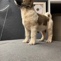 AKC Flash, a male Akita for sale in Hunt, AZ – Photo 7 of 10