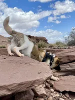 AKC Flash, a male Akita for sale in Hunt, AZ – 3 of 10