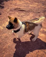 AKC Flash, a male Akita for sale in Hunt, AZ – 2 of 10