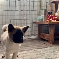 AKC Flash, a male Akita for sale in Hunt, AZ – Photo 1 of 10