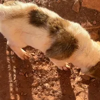 AKC Jasmine, a female Akita for sale in Hunt, AZ – Photo 2 of 5