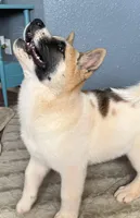 AKC Jasmine, a female Akita for sale in Hunt, AZ – 2 of 10