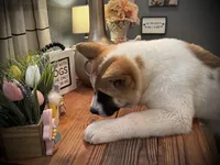 AKC Jasmine, a female Akita for sale in Hunt, AZ – 5 of 10
