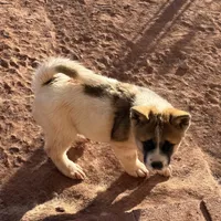 AKC Jasmine, a female Akita for sale in Hunt, AZ – Photo 4 of 5