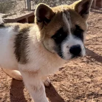 AKC Jasmine, a female Akita for sale in Hunt, AZ – Photo 3 of 5