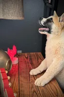 AKC Jasmine, a female Akita for sale in Hunt, AZ – 3 of 10