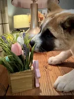 AKC Jasmine, a female Akita for sale in Hunt, AZ – 6 of 10
