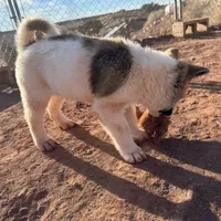 AKC Jasmine, a female Akita for sale in Hunt, AZ – Photo 5 of 5