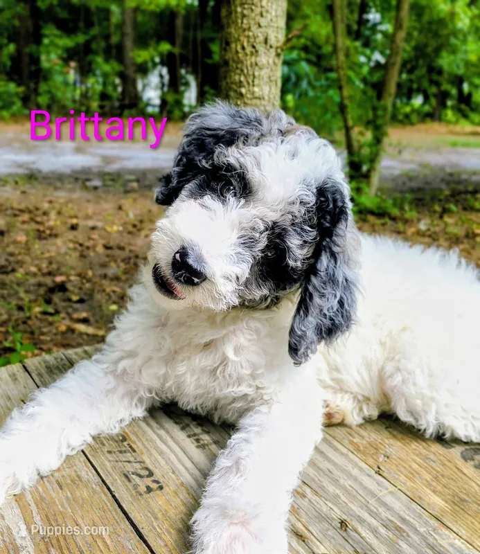 Brittany  – Bordoodle puppy for sale in Deep Run, NC