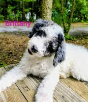Brittany , a female Bordoodle for sale in Deep Run, NC – 1 of 8