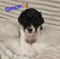 Simon, a male Bordoodle for sale in Deep Run, NC – 1 of 2